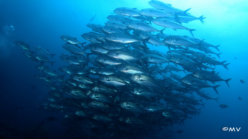 Un sweat avec 20 euros
